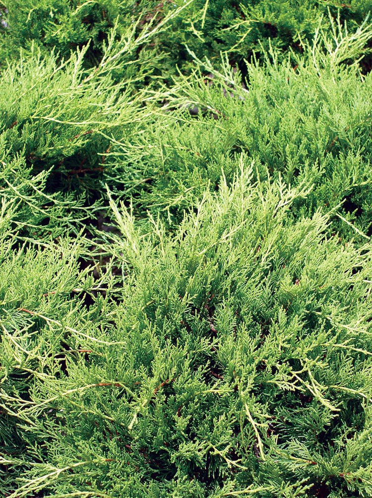 Gold Lace Juniper - Live Plants - Juniperus Chinensis - Evergreen Groundcover
