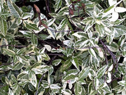 Variegated Confederate Jasmine | Extra Large 3 Gallon Plants | Trachelospermum jasminoides Variegata | Eye|Catching Climber | Perfect for Garden Walls and Trellises