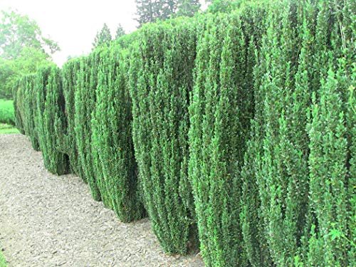 Sky Pencil Japanese Holly | Live Quart Size Plant | Ilex Crenata | Formal Low Maintenance Evergreen Plants