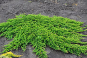 Prince of Wales Juniper | Large Gallon Size Plants | Juniperus horizontalis Prince of Wales | Ideal Ground Cover & Landscape Addition