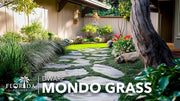Dwarf Mondo Grass | Large 4 Inch Pots | Ophiopogon Japonicus Nanus | Live Evergreen Shade Loving Groundcover