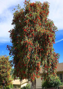 Bottlebrush Red Cluster | Live Quart Size Plants | Callistemon citrinus | Perfect for Gardens & Landscaping | Easy to Grow & Low Maintenance Vibrant Shrub