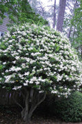 Ligustrum Recurvifolia | Extra Large 3 Gallon Plants | Ligustrum sinense 'Recurvifolium' | Lush Green Privacy Hedge | Ideal for Landscaping | Vibrant Garden Shrub