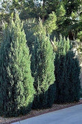 Spiny Greek Juniper | Live 4 Inch Pots | Juniperus Chinensis | Drought Tolerant Cold Hardy Evergreen Screening Plants