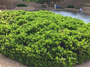 Carissa Holly I Large Gallon Size Plants I Ilex Cornuta I Live Dense Evergreen Shrub for Hedging, Borders, and Ornamental Landscaping, Glossy Leaves and Red Berries