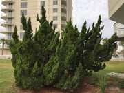 Hollywood Juniper | Juniperus Chinensis Torulosa | Live Gallon Size Tree | Drought Tolerant Cold Hardy Evergreen Plant