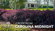Loropetalum Carolina Midnight | Live Plants | Loropetalum Chinense | Purple Foliage Shrub | Ornamental Landscape Bush | Fast Growing Plants
