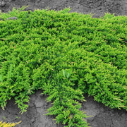 Prince of Wales Juniper | Live Plants | Drought Tolerant Cold Hardy Evergreen Ground Cover