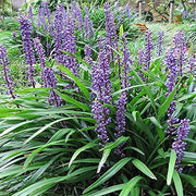 Liriope Big Blue | Live Plants | Liriope muscari | Lavender Blue Flowers | Evergreen Ground Cover for Shade | Landscape Borders for Walkways and Beds