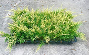 Saybrook Gold Juniper | Live Plants | Juniperus Chinensis | Hardy Evergreen Ground Cover