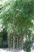 Graceful Bambusa Nutans Bongkhai Ever Bamboo | Large Gallon Size Plant | Fast|Growing Privacy Screen | Hardy & Lush Outdoor Greenery