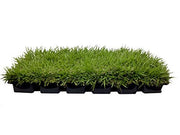 Florida Foliage Zoysia Sod Plugs | Large 3" x 3" Plugs | 18 Count Tray | Drought, Salt & Shade Tolerant Turf Grass