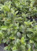 Viburnum Suspensum | Large Gallon Size Plants I Sandankwa I Live Durable Evergreen Shrub with Fragrant Blooms, Ideal for Hedges, Privacy Screens, and Ornamental Landscaping