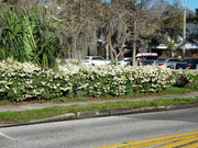 Viburnum Mrs. Schiller's Delight I Large Gallon Size Plant | Live Plants I Dwarf Obovatum I Evergreen Shrub with Fragrant White Blooms, Ideal for Hedges, Borders