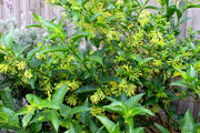 Night Blooming Jasmine | Extra Large 3 Gallon Plants | Cestrum nocturnum | Heavenly Scented Shrub | Ideal for Evening Gardens