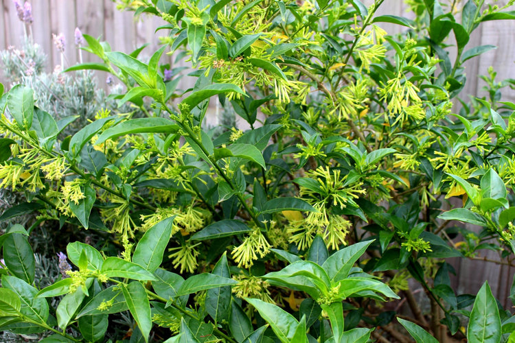 Night Blooming Jasmine | Extra Large 3 Gallon Plants | Cestrum nocturnum | Heavenly Scented Shrub | Ideal for Evening Gardens