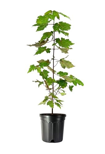 Red Maple Tree | Large Gallon Size Pots | Acer Rubrum | Stunning Fall Color for Landscaping | Shade Tree with Vibrant Red Leaves