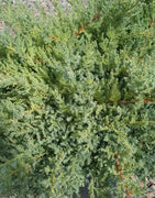 Nicks Compacta | Live Extra Large 3 Gallon Plants | Indoor and Outdoor Plant, Low Maintenance, Ideal for Container Gardening and Small Spaces