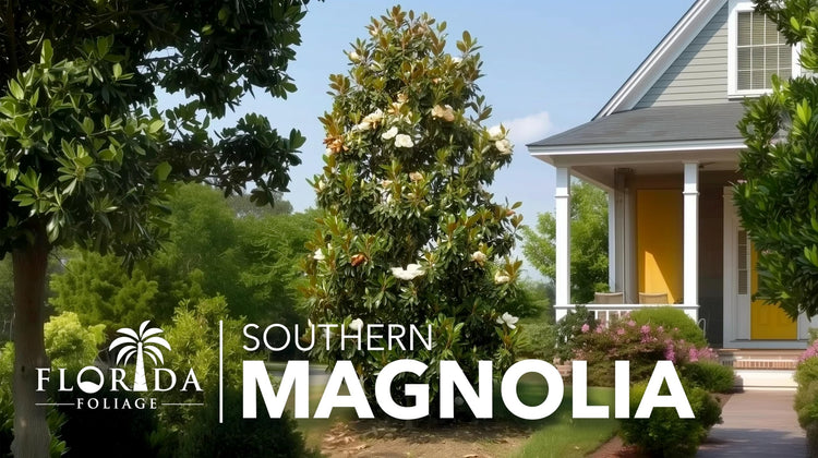 Southern Magnolia Grandiflora | Live Trees | Beautiful Evergreen Specimen Plant Fragrant Blooms