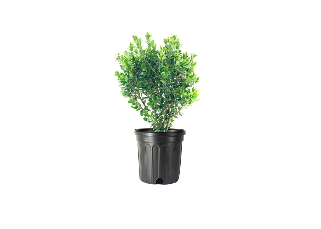 Japanese Holly | Large Gallon Size Plants | Ilex Compacta Crenata | Low Maintenance Evergreen Foundation Shrub