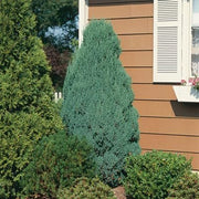 Blue Cone Arborvitae | Live Quart Size Plant | Vibrant Blue|Green Foliage for Landscaping, Hedges, and Privacy Screens, Drought and Deer Tolerant