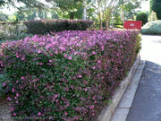Loropetalum Chinese Fringe Flower Plum Delight | 40 Live Flowering Plants