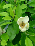 Sweet Bay Magnolia Tree | Magnolia Virginiana | 40 Live Plants | Beautiful Ornamental Specimen