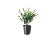 Camellia Sasanqua Mine|No|Yuki I Extra Large 3 Gallon Plant I White Flowering Snow|White Blooms, Live Plant for Gardens & Landscapes, Winter Blooming Elegance for Year|Round Greenery