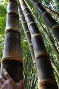 Black Bamboo | Dendrocalamus Asper Hitam | Live Gallon Size Plants | Exotic Tropical Decor | Fast Growing Privacy Screen | Unique & Hardy