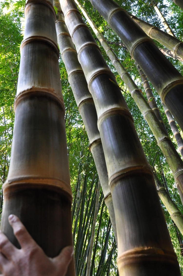Black Bamboo | Dendrocalamus Asper Hitam | Live Gallon Size Plants | Exotic Tropical Decor | Fast Growing Privacy Screen | Unique & Hardy