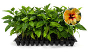 Hibiscus Red & Yellow | Live Plants | Hibiscus Rosa|Sinensis | Vibrant Blooms | Garden Favorites