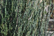 Blue Arrow Juniper | Live Trees | Juniperus Scopulorum | Formal Evergreen Privacy Screen