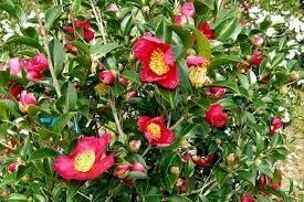 Camellia Sasanqua Yuletide I Extra Large 3 Gallon Plants I Red Flowering Bright Red Winter Blooms, Live Plant for Indoor & Outdoor Gardens