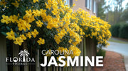 Carolina Jasmine | Large Gallon Size Plants | Gelsemium sempervirens | Evergreen Climbing Vine | Yellow Flowering Landscape Plants