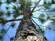 Slash Pine Tree | Large Gallon Size Pots | Pinus elliottii | Fast|Growing Evergreen | Landscape Shade Plants