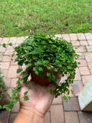 Ficus Pumila Quercifolia | Live Plants | Oak Leaf Creeping Fig, Easy|Care Indoor/Outdoor Trailing Vine Plant, Perfect for Walls and Ground Cover
