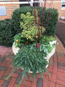 Blue Pacific Shore Juniper | Live Gallon Size Plant | Juniperus Conferta | Evergreen Cold Hardy Drought Tolerant Groundcover