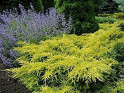 Gold Star Juniper | Live Plants | Juniperus Chinensis | Drought Tolerant Cold Hardy Evergreen Ground Cover
