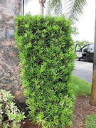 Podocarpus Macrophyllus I Large Gallon Size Plants I Japanese Yew I Live Evergreen Yew Pine | Perfect for Landscaping and Privacy Screens