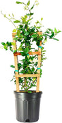 Star Jasmine | Extra Large 3 Gallon Plants | Trachelospermum Jasminoides | Fragrant Climbing Vine | Ideal for Trellises and Arbors