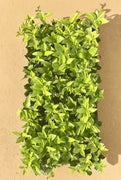 Ligustrum Waxleaf Privet | Live Plants 2" Pot Size | Evergreen Privacy Hedge