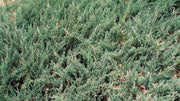 Juniper Sea Spray | Live 4 Inch Pot | Juniperus Chinensis | Drought Tolerant Cold Hardy Evergreen Groundcover Plants