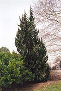 Robusta Green Juniper | Live Gallon Size Tree | Juniperus Chinensis | Drought Tolerant Cold Hardy Evergreen Screening Plant
