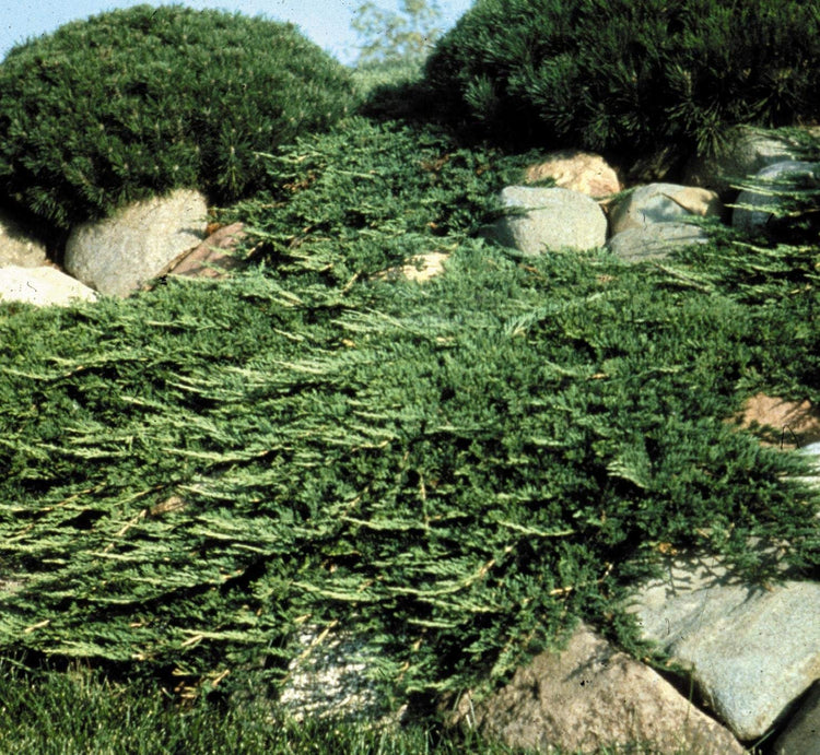 Prince of Wales Juniper | Live Plants | Drought Tolerant Cold Hardy Evergreen Ground Cover