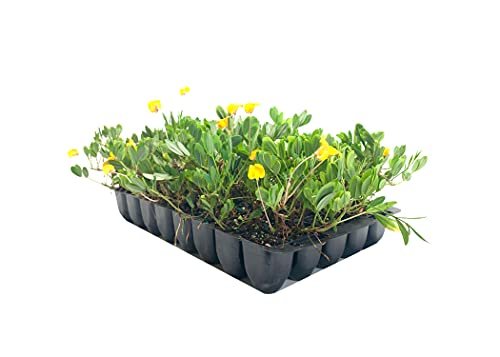 EcoTurf Perennial Peanut Grass | Live Plants | Arachis Glabrata | Live Ground Cover for Sustainable Landscaping, Drought|Tolerant