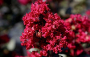 Vibrant Double Feature Red Crape Myrtle | Live Plants | Lagerstroemia Indica 'Double Feature' | Stunning Summer Blooms | Drought Tolerant & Low Maintenance