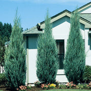 Skyrocket Juniper | Live 2" Pots | Juniperus Scopulorum | Upright Evergreen Trees