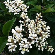 Ligustrum Recurvifolia | Extra Large 3 Gallon Plants | Ligustrum sinense 'Recurvifolium' | Lush Green Privacy Hedge | Ideal for Landscaping | Vibrant Garden Shrub