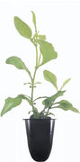 Plumbago Imperial Blue Plants | Live Seedlings | Plumbago Auriculata | Perfect for Bright Garden Displays | Hardy & Low Maintenance