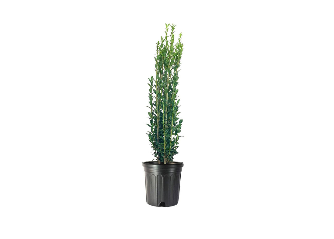 Sky Pencil Japanese Holly | Live Gallon Size Plants | Ilex Crenata | Low Maintenance Formal Evergreen Hedge